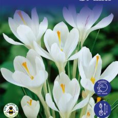 8718641999608 1 Crocus Jeanne DArc Bulbs.jpg
